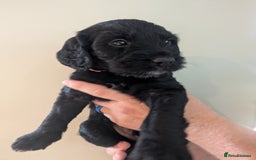 Springador dogs for sale: Springador puppies  - Image 11