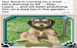 Cockapoo dogs for sale: 4⭐️Licensed Breeder Cockapoo Puppies - Image 24