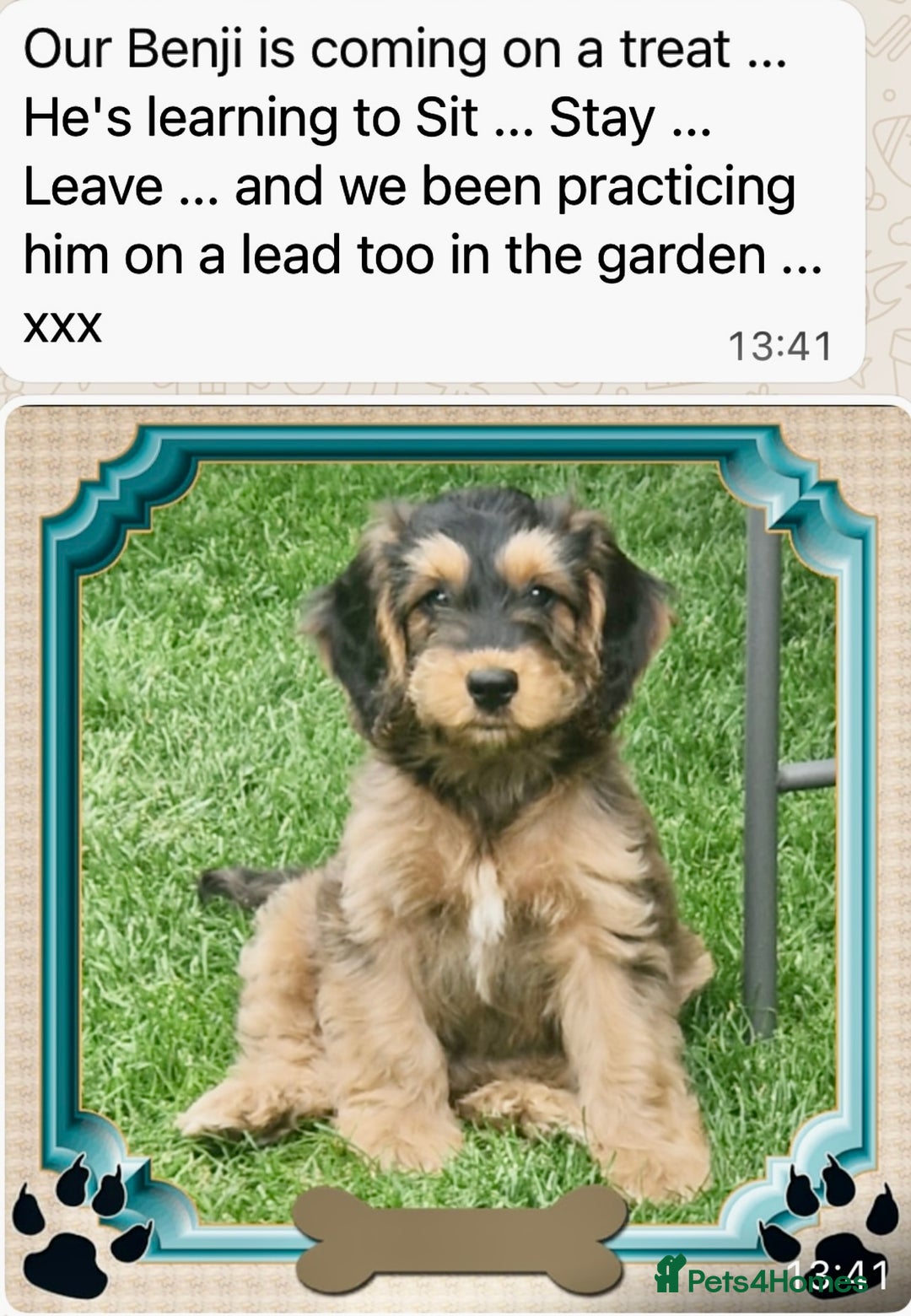 Cockapoo dogs for sale: 4⭐️Licensed Breeder Cockapoo Puppies - Image 24