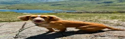 Cocker Spaniel dogs for stud: KC Reg Working Cocker Spaniel – Available at Stud - Advert 3