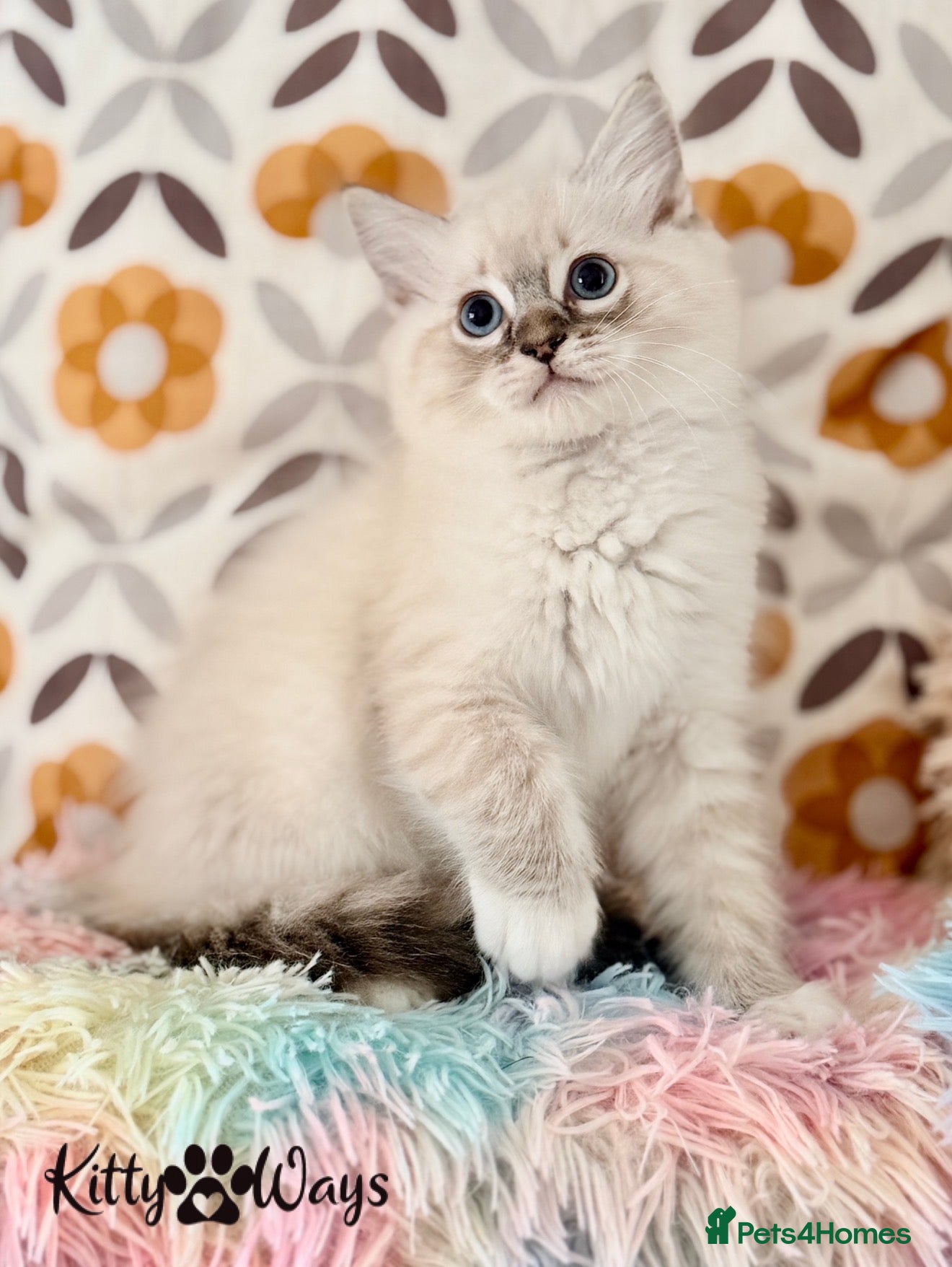 Ragdoll cats 🐾🩵*TICA REG* LYNX TABBY EU RAGDOLL KITTEN🩵🐾 - Advert 3