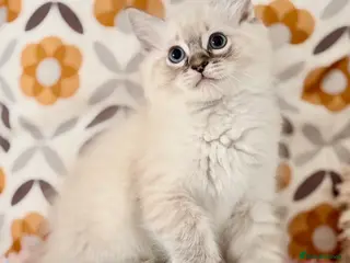 Ragdoll cats 🐾🩵*TICA REG* LYNX TABBY EU RAGDOLL KITTEN🩵🐾 - Advert 3