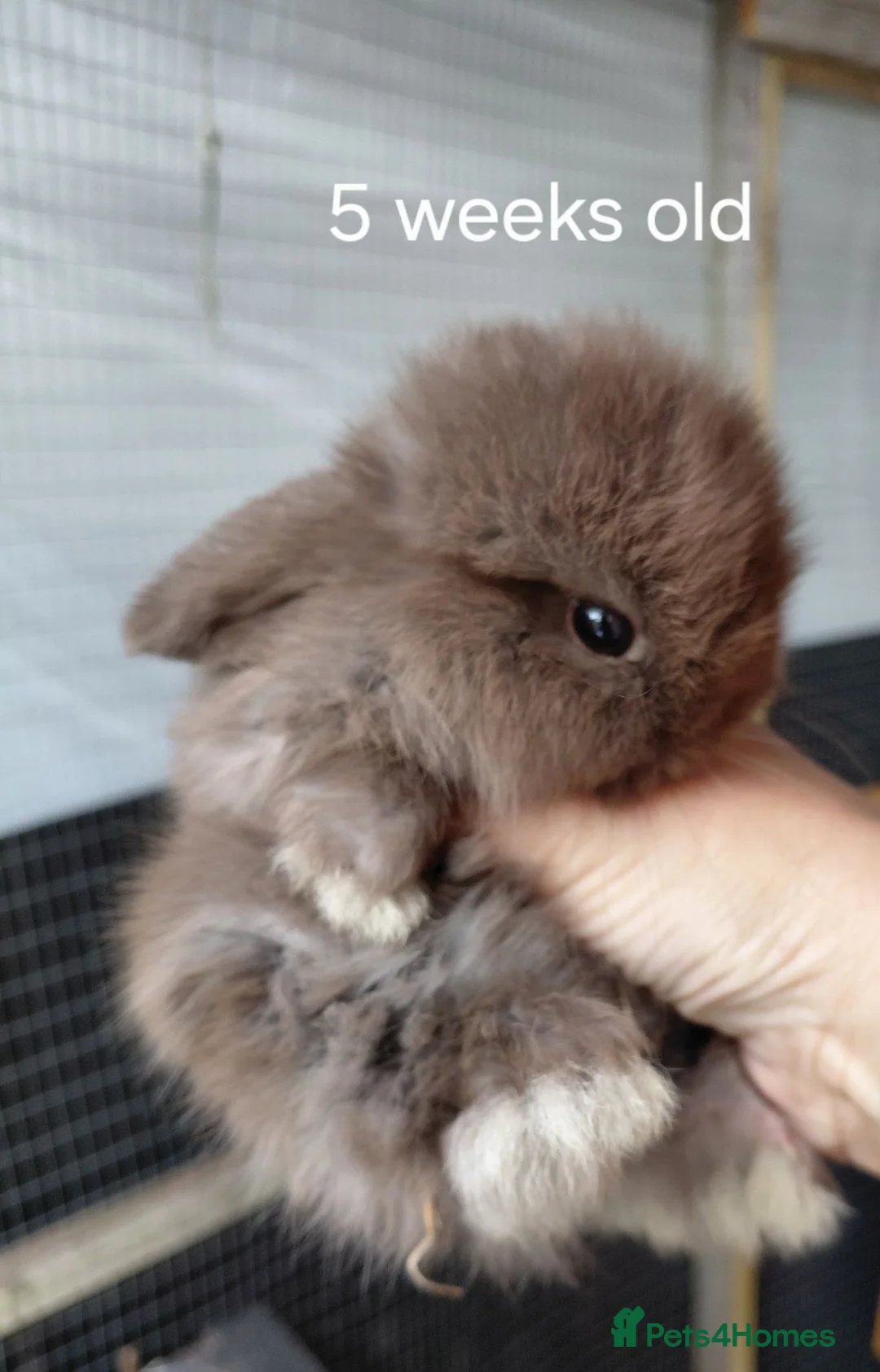 Mini Lop rabbits for sale: Vaccinated x tiny mini lops  - Advert 9