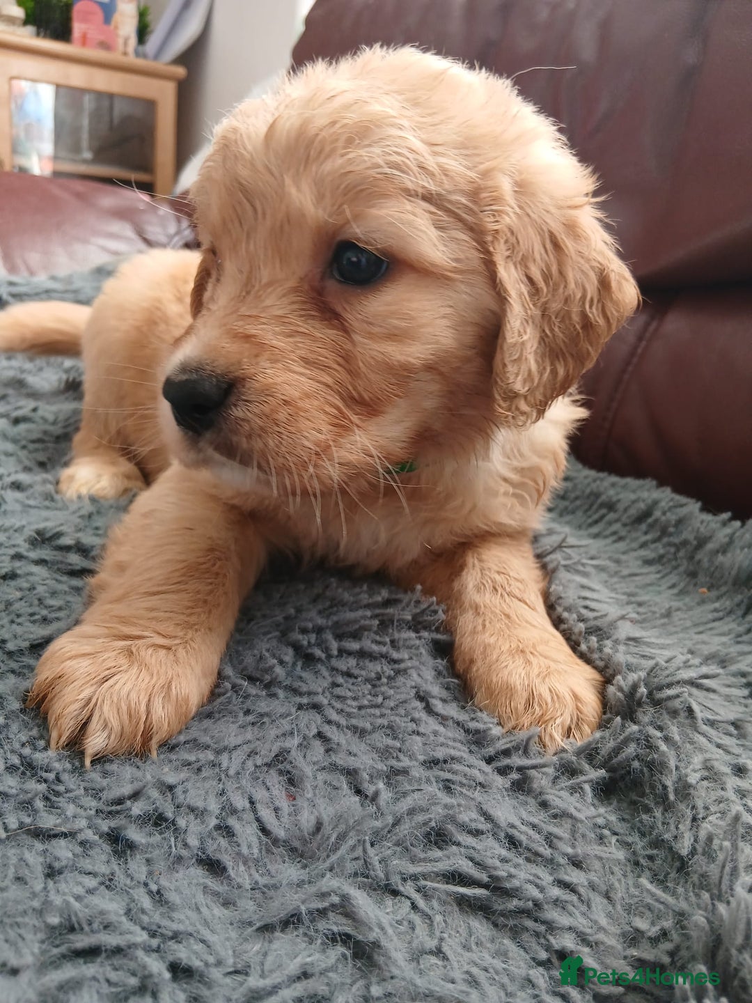 Golden Retriever dogs for sale: 🐾 Golden Retriever Puppies – Ready Soon! 🐾 - Image 35