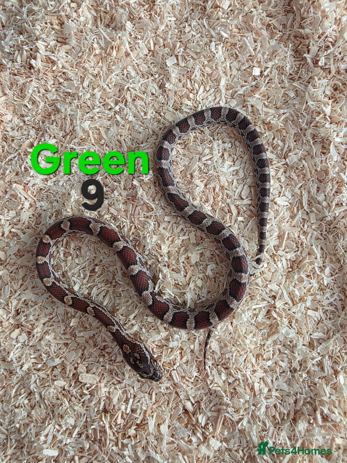 Corn Snake reptiles for sale: Various Cornsnakes avilable  - Advert 24