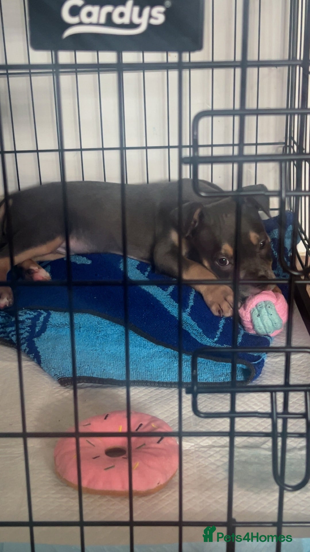 Mixed Breed dogs for sale: Beautiful staffy x bullmastiff  - Image 2