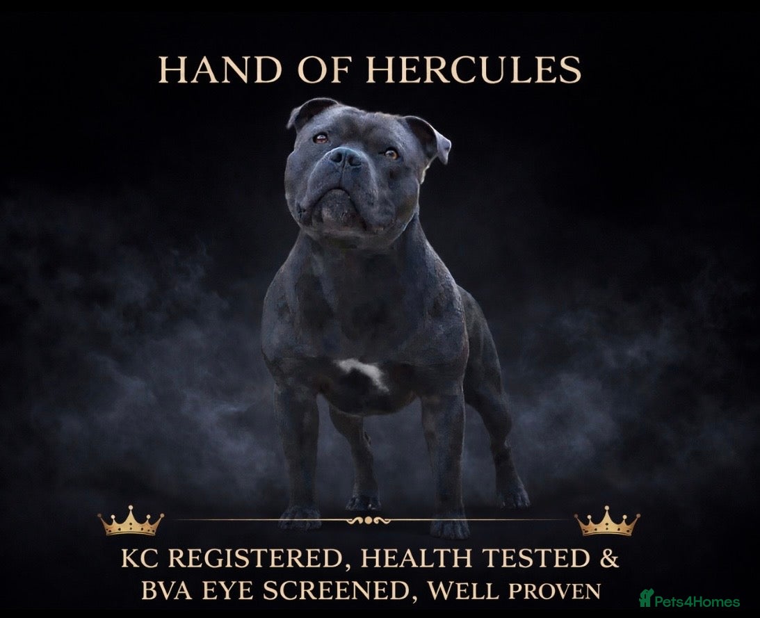 Staffordshire Bull Terrier dogs 🇬🇧 OX BULLZ! HERCULES, BLUE HEALTH TESTED STUD - Advert 1