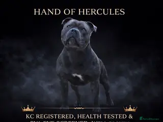 Staffordshire Bull Terrier dogs 🇬🇧 OX BULLZ! HERCULES, BLUE HEALTH TESTED STUD - Advert 1