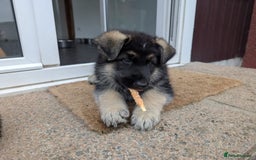 German Shepherd dogs for sale: 2 KC registered German Shepherd puppies for sale in Ellon - Image 7