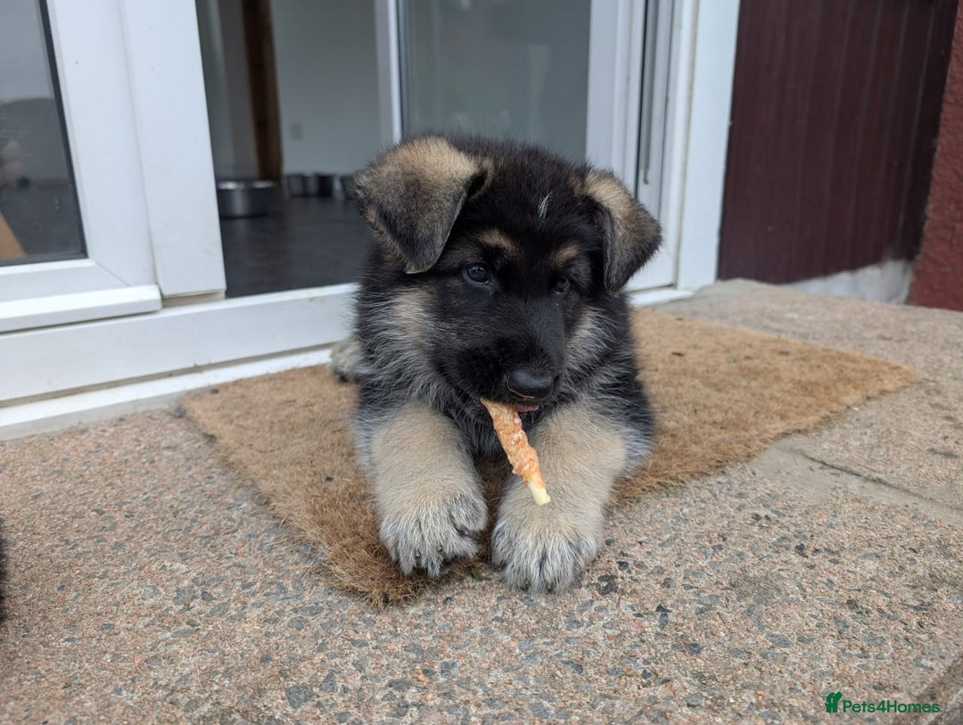 German Shepherd dogs for sale: 2 KC registered German Shepherd puppies for sale in Ellon - Image 7