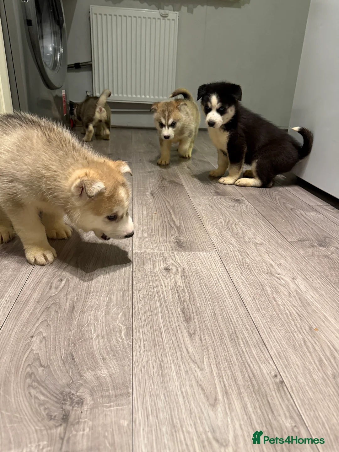 Siberian Husky dogs for sale: Puppies Siberian Huskies  - Advert 31