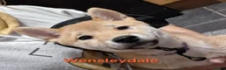 Japanese Shiba Inu dogs for sale: 2 KC female shiba pups looking for forever home. - Advert 13