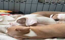 Staffordshire Bull Terrier dogs for sale: Ready now !! One male left !! - Image 26