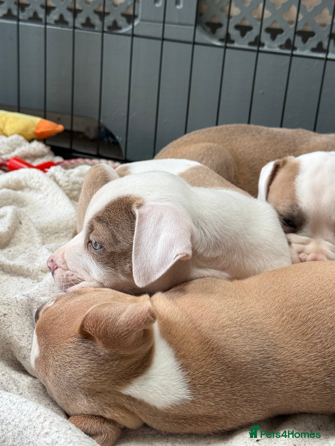 Staffordshire Bull Terrier dogs for sale: Ready now !! One male left !! - Image 26