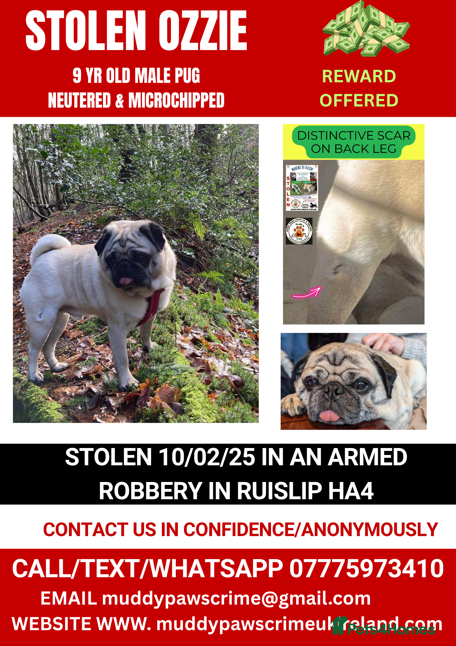 Pug dogs STOLEN PUG OZZIE  - Advert 6