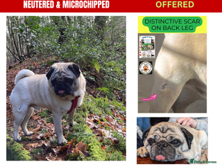 Pug dogs - Advert 25