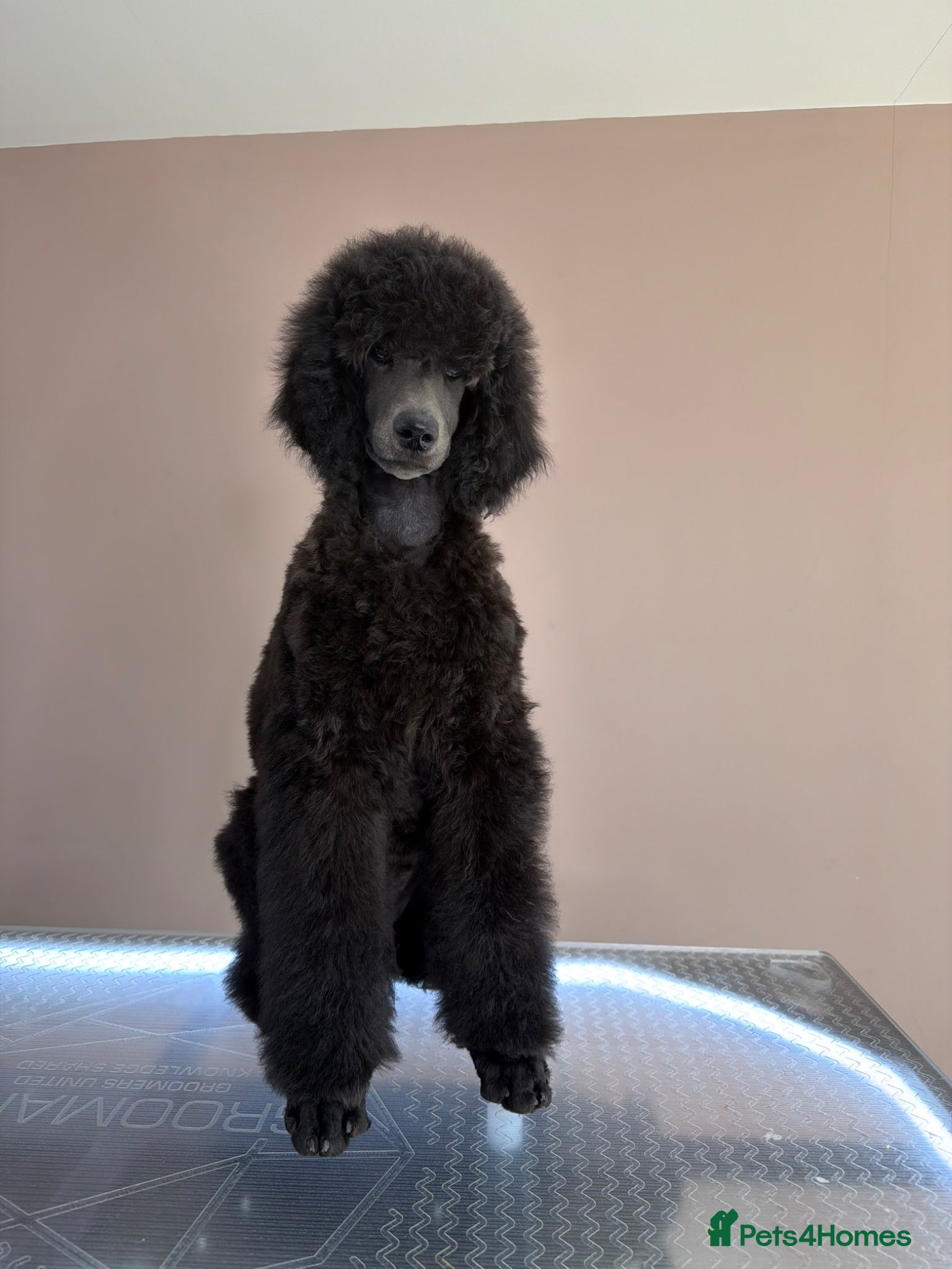 Standard Poodle dogs Shirgasei Standard Poodles - Advert 16