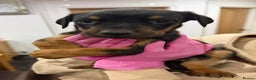 Mixed Breed dogs for sale: Doberman X puppies for sale  - Advert 13