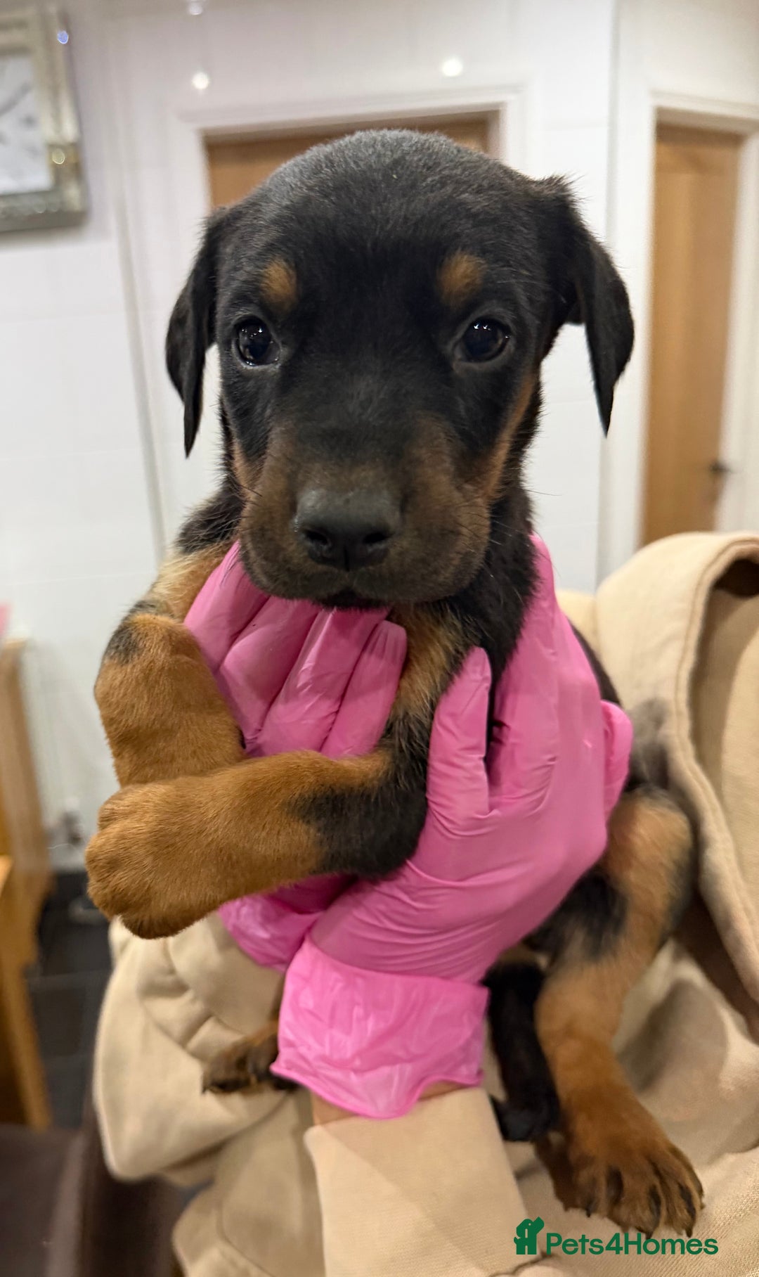 Mixed Breed dogs for sale: Doberman X puppies for sale  - Advert 13