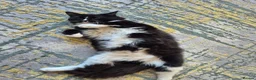Mixed Breed cats for sale: 2 cats boy - Advert 4