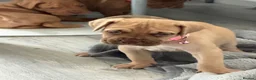 Mixed Breed dogs for sale: Last three left bandogs  - Advert 11