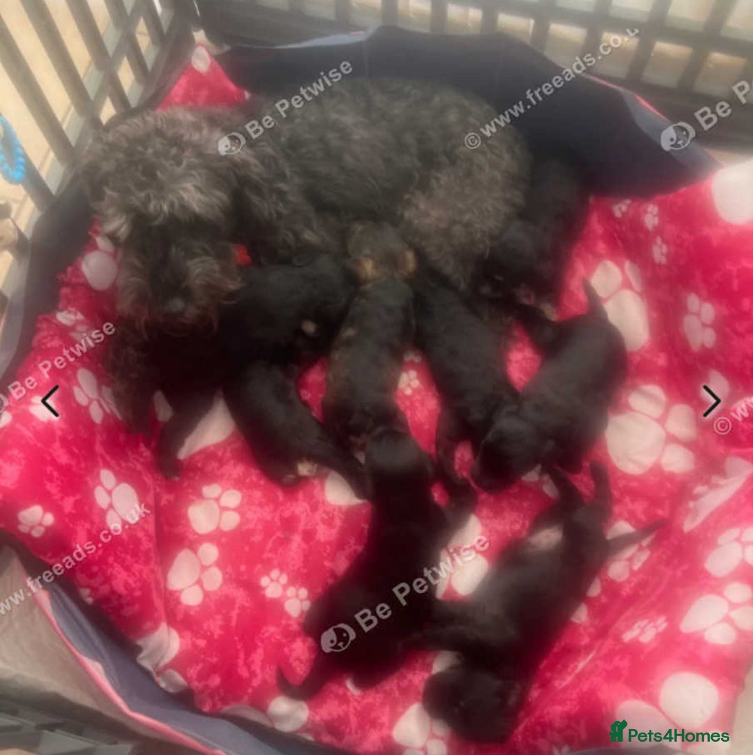 Mixed Breed dogs for sale: 🐾🐶Schnauzer/ Schnoodles 🐶🐾 - Image 2