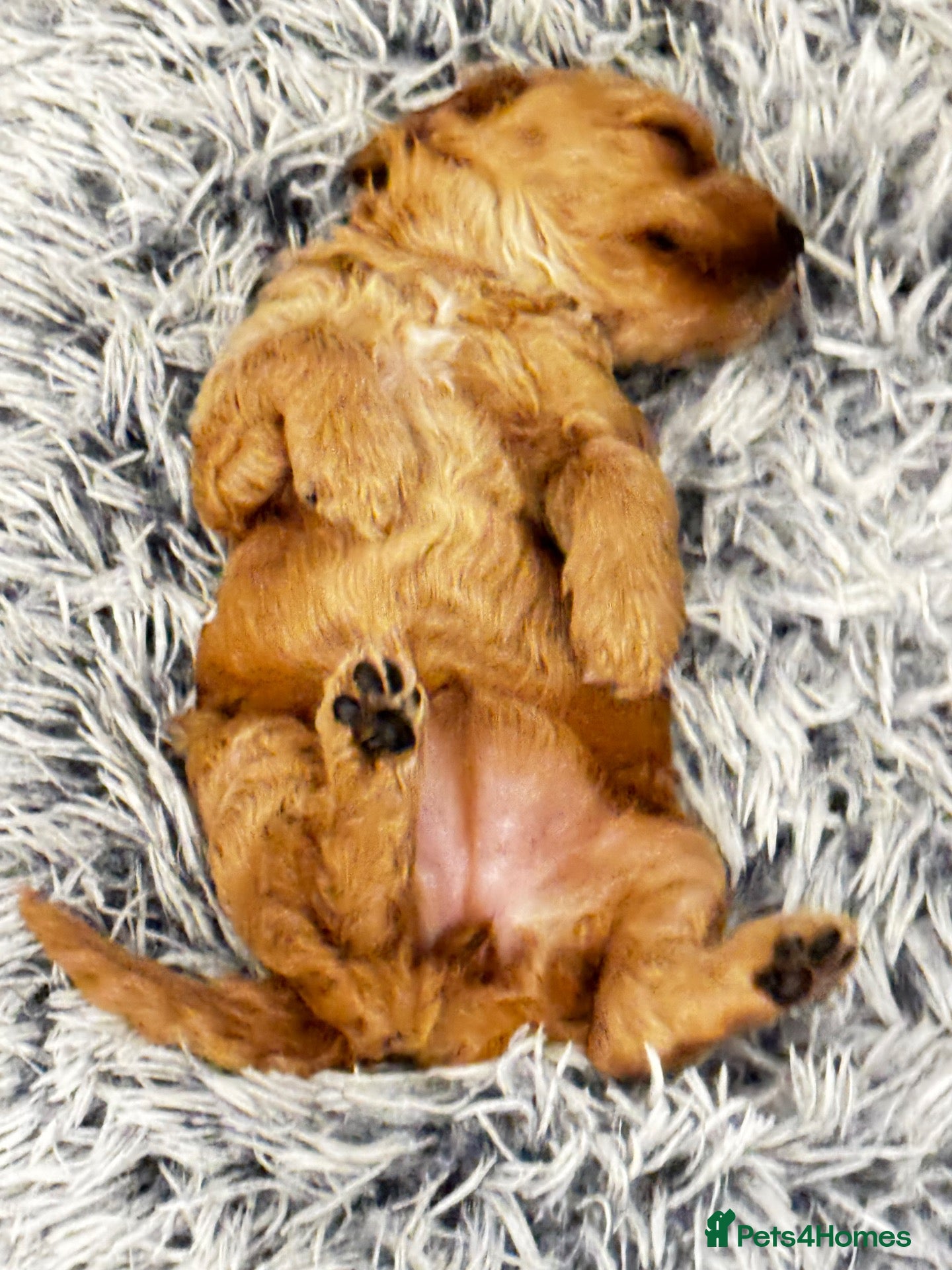 Mixed Breed dogs Double Doodle Puppies – Boy & Girl - Advert 2