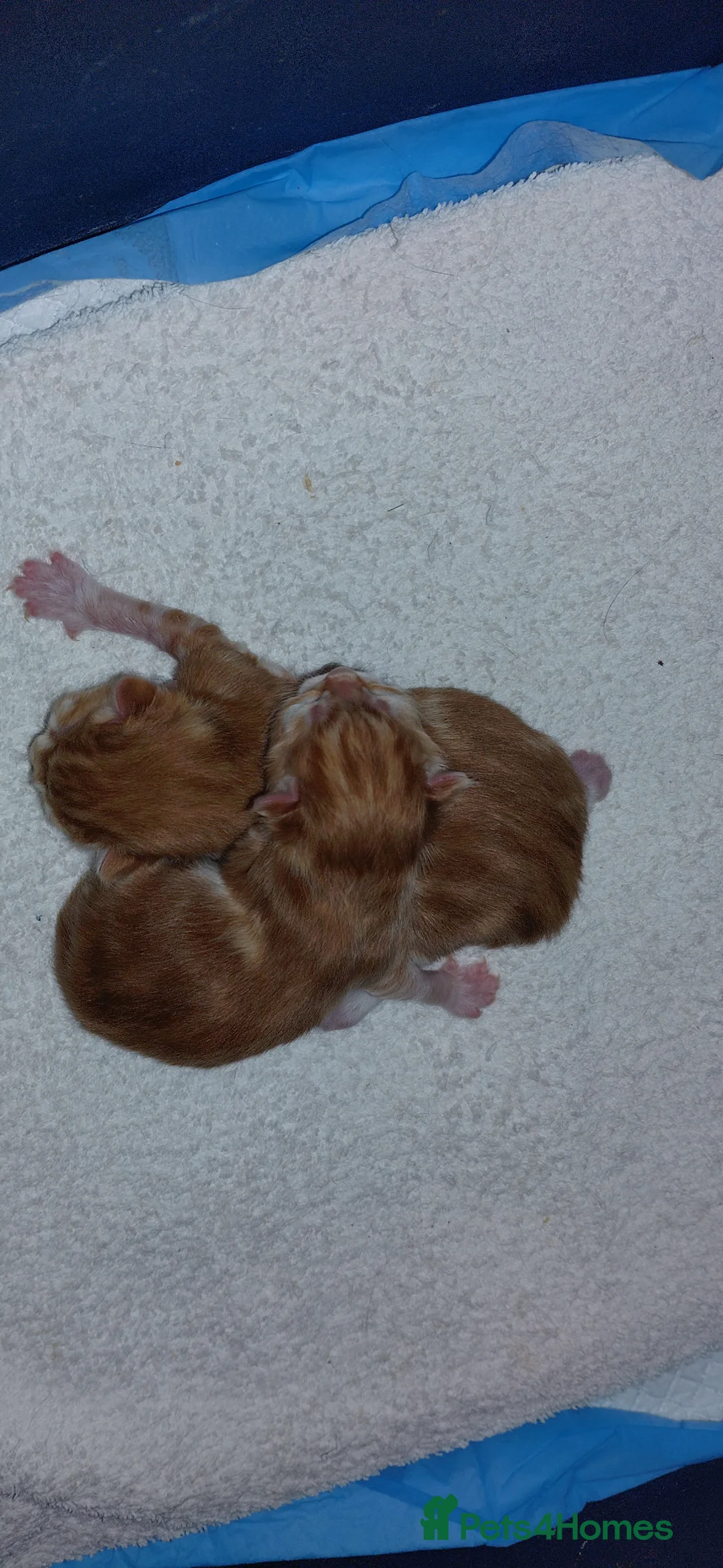 Mixed Breed cats for sale: Ginger kittens 1 of each sex - Advert 7