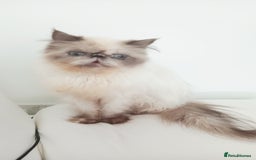 Persian cats for sale: Persian girl rehoming  - Image 5
