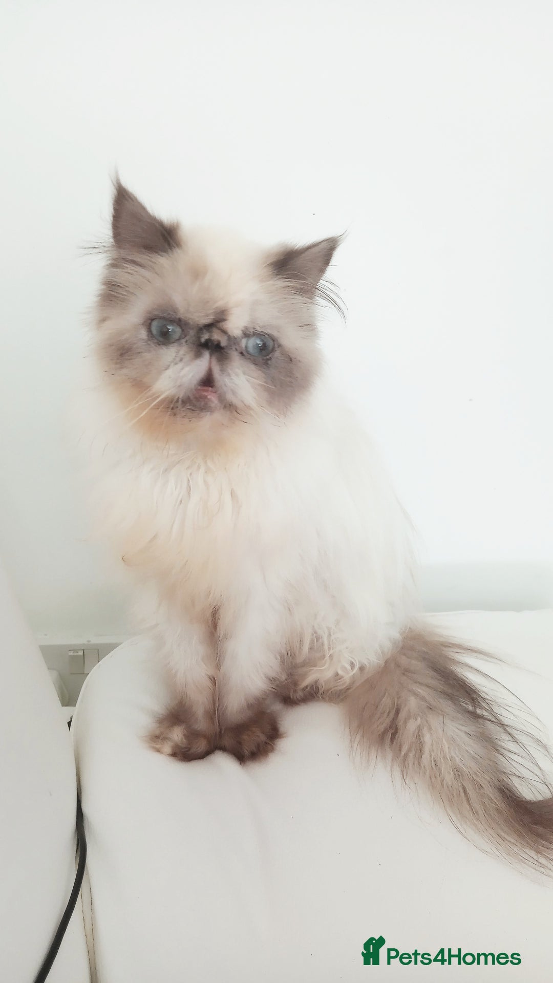 Persian cats for sale: Persian girl rehoming  - Image 5