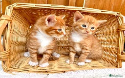 Mixed Breed cats for sale: Ginger Kittens from half Siamese mum - Image 16