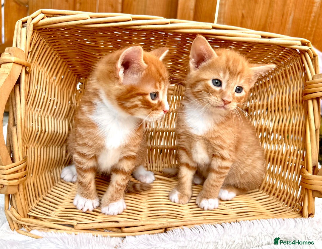 Mixed Breed cats for sale: Ginger Kittens from half Siamese mum - Image 16
