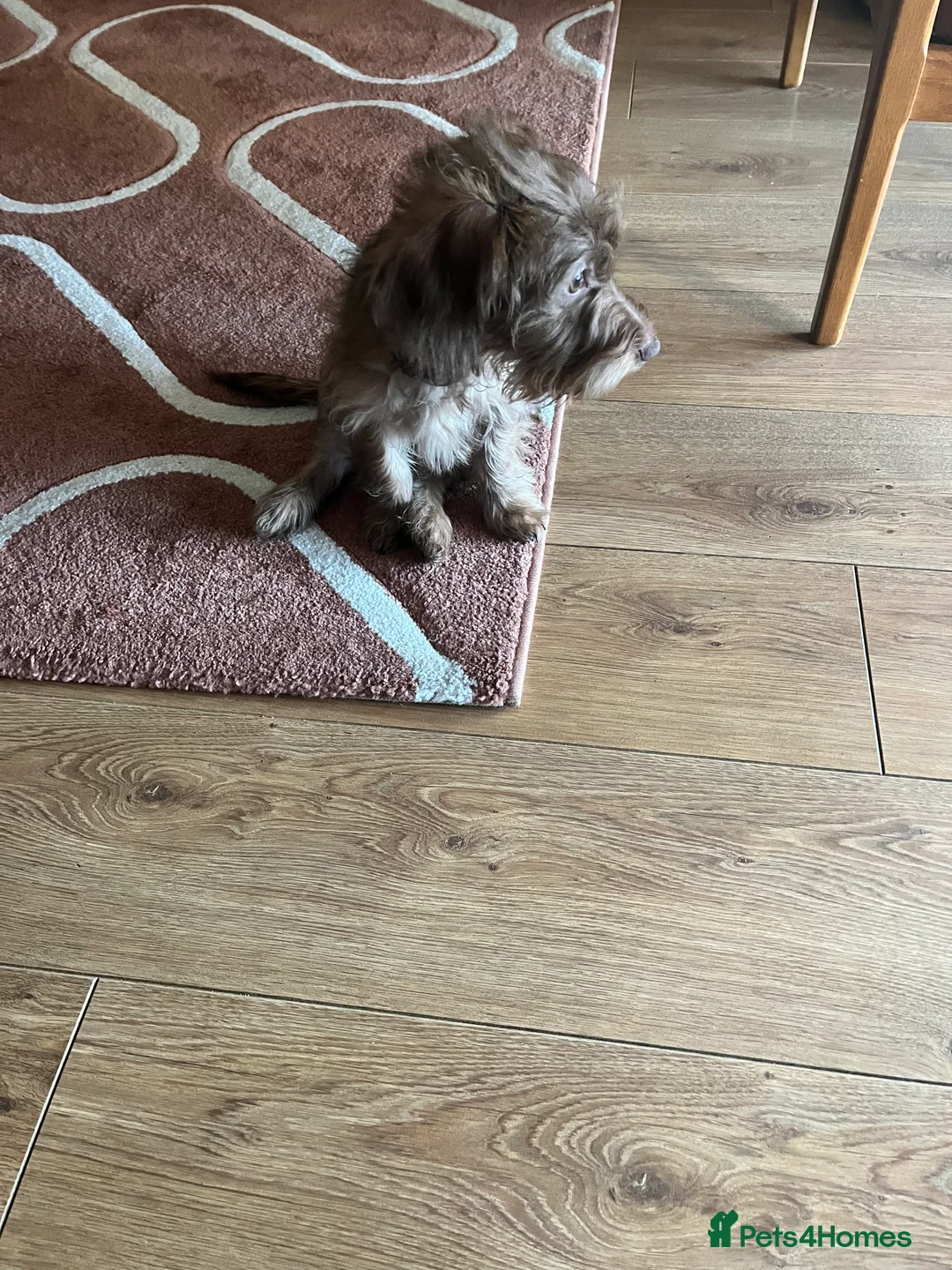 Mixed Breed dogs for sale: Beautiful puppy  in Colchester - Advert 1