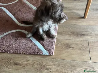 Mixed Breed dogs Beautiful puppy in Colchester - Advert 1