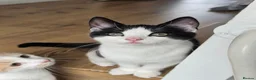 Mixed Breed cats for sale: Calico litter - Advert 20