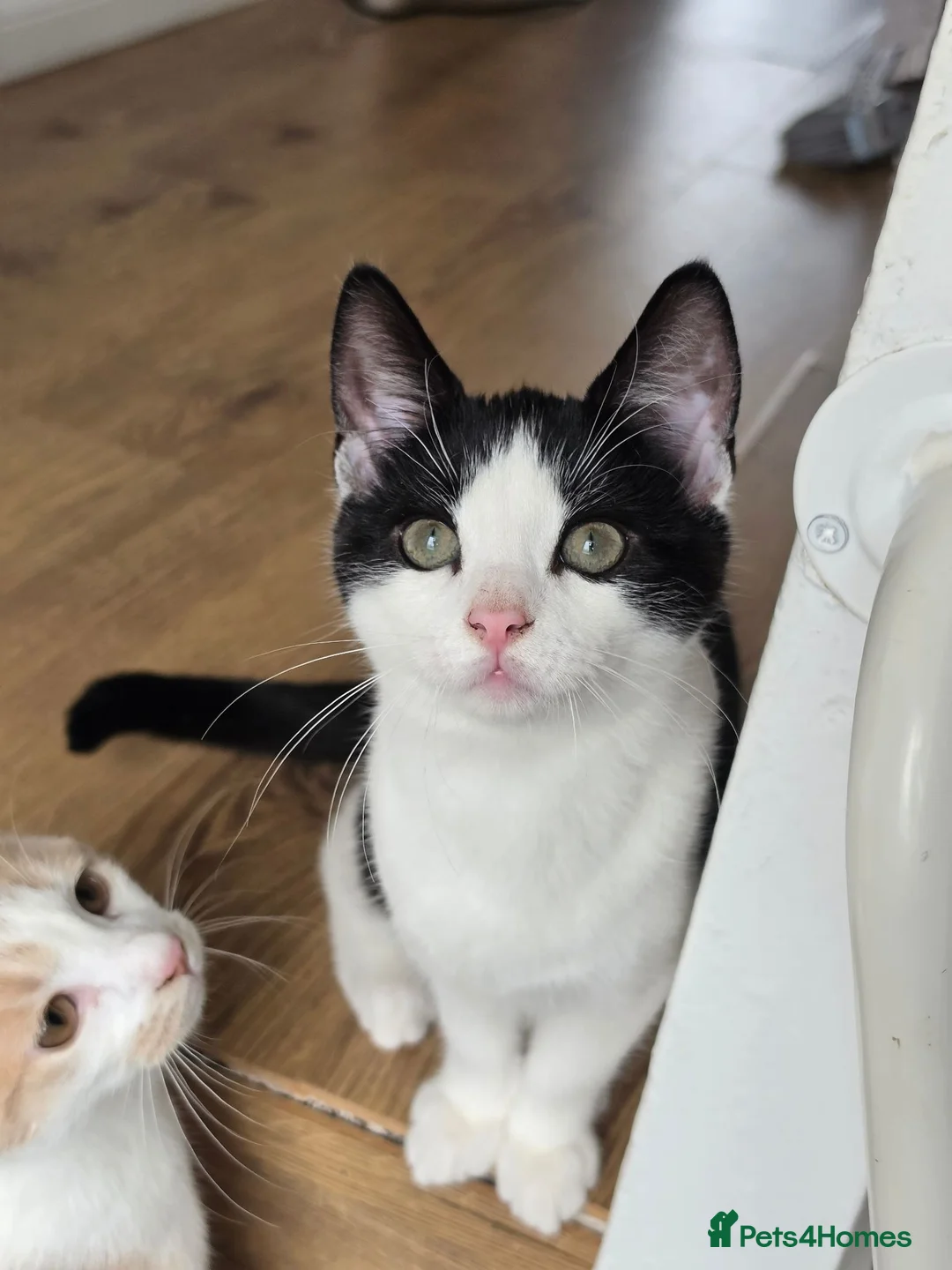 Mixed Breed cats for sale: Calico litter - Advert 20