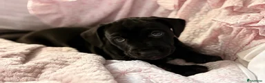 Luna 💗🐾