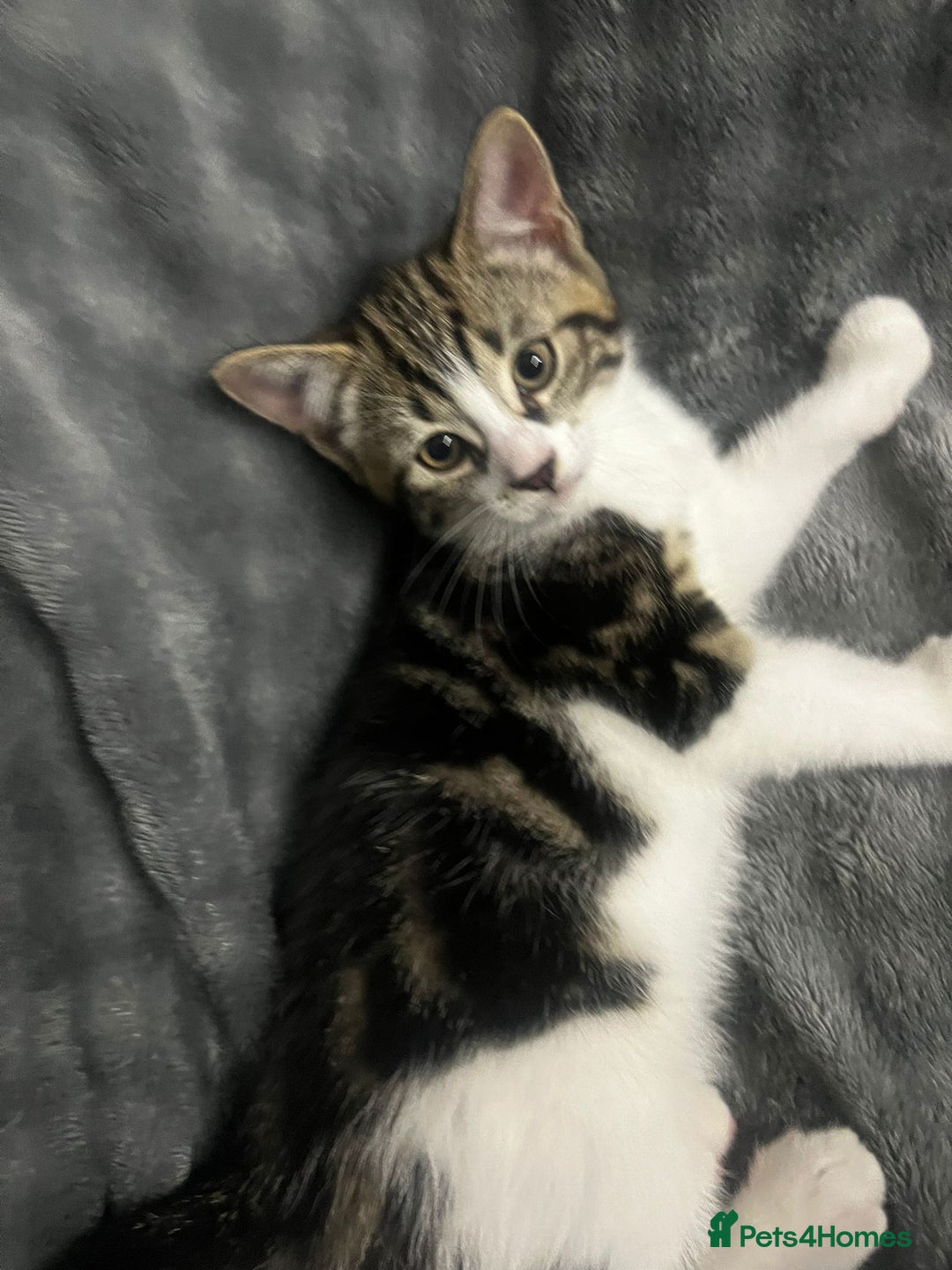 Mixed Breed cats for sale: 🐾 Three Charming Gentlemen Looking for Homes! 🐾 - Image 11