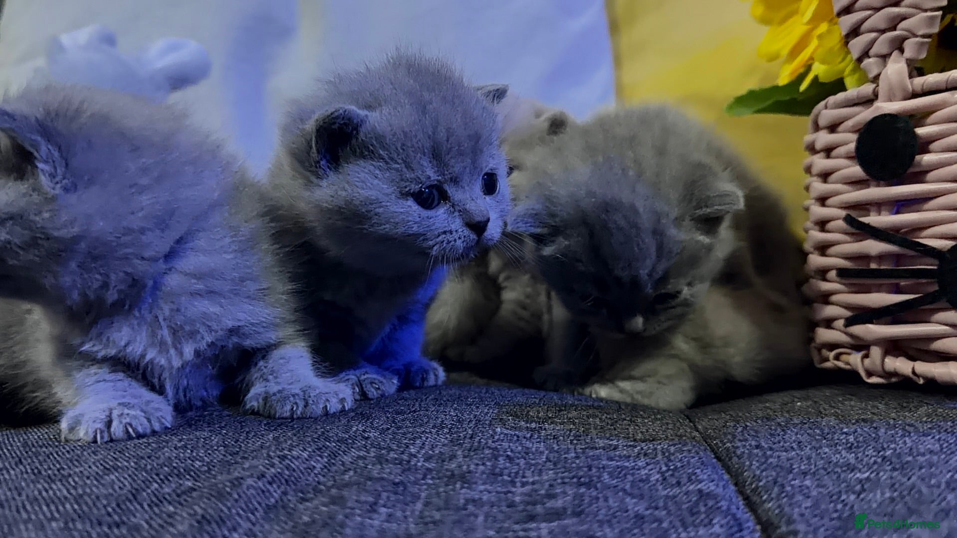 British Shorthair cats British shorthair kittens ready for May  - Advert 1