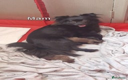 Pomeranian dogs for sale: 3 STUNNING POMERANIANS 1 MALE 2 FEMALE  - Image 14