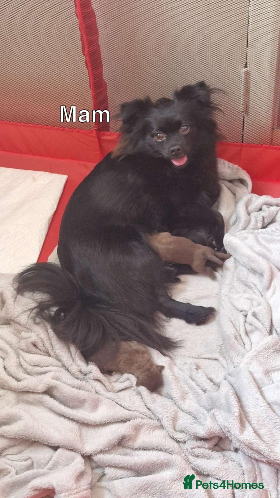 Pomeranian dogs for sale: 3 STUNNING POMERANIANS 1 MALE 2 FEMALE  - Image 14