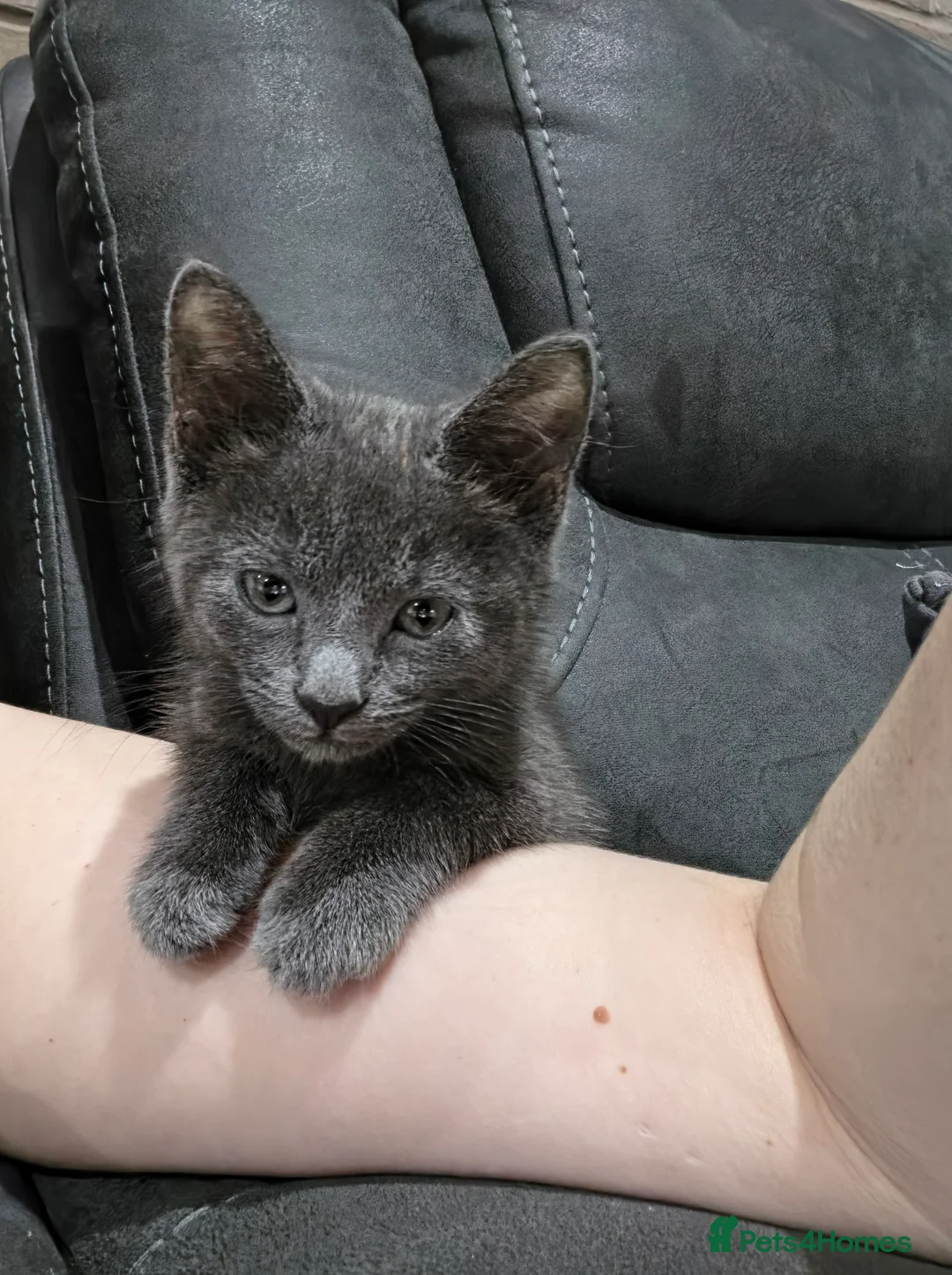 Mixed Breed cats for sale: Half bengal kitten 3 left 2 male one female  - Advert 1