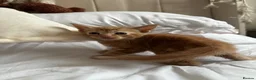 American Shorthair cats for sale: 2 Ginger/Blonde boys , 4 calico girls - Advert 9