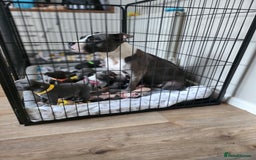 Staffordshire Bull Terrier dogs for sale: Staffies  - Image 2