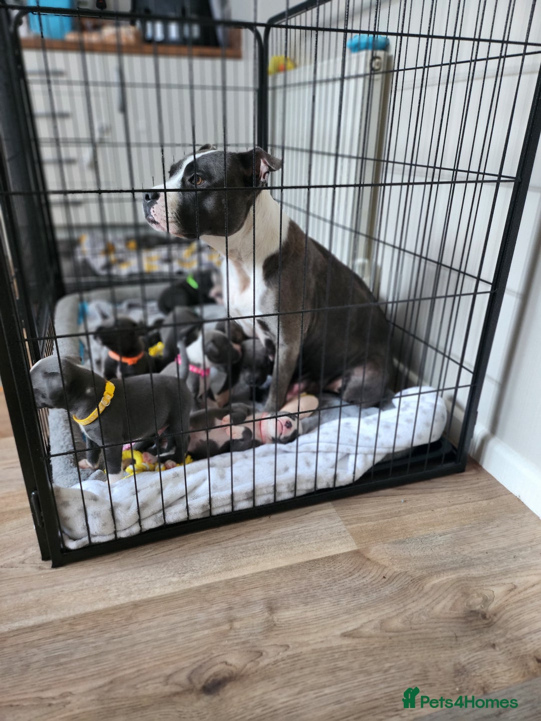 Staffordshire Bull Terrier dogs for sale: Staffies  - Image 2