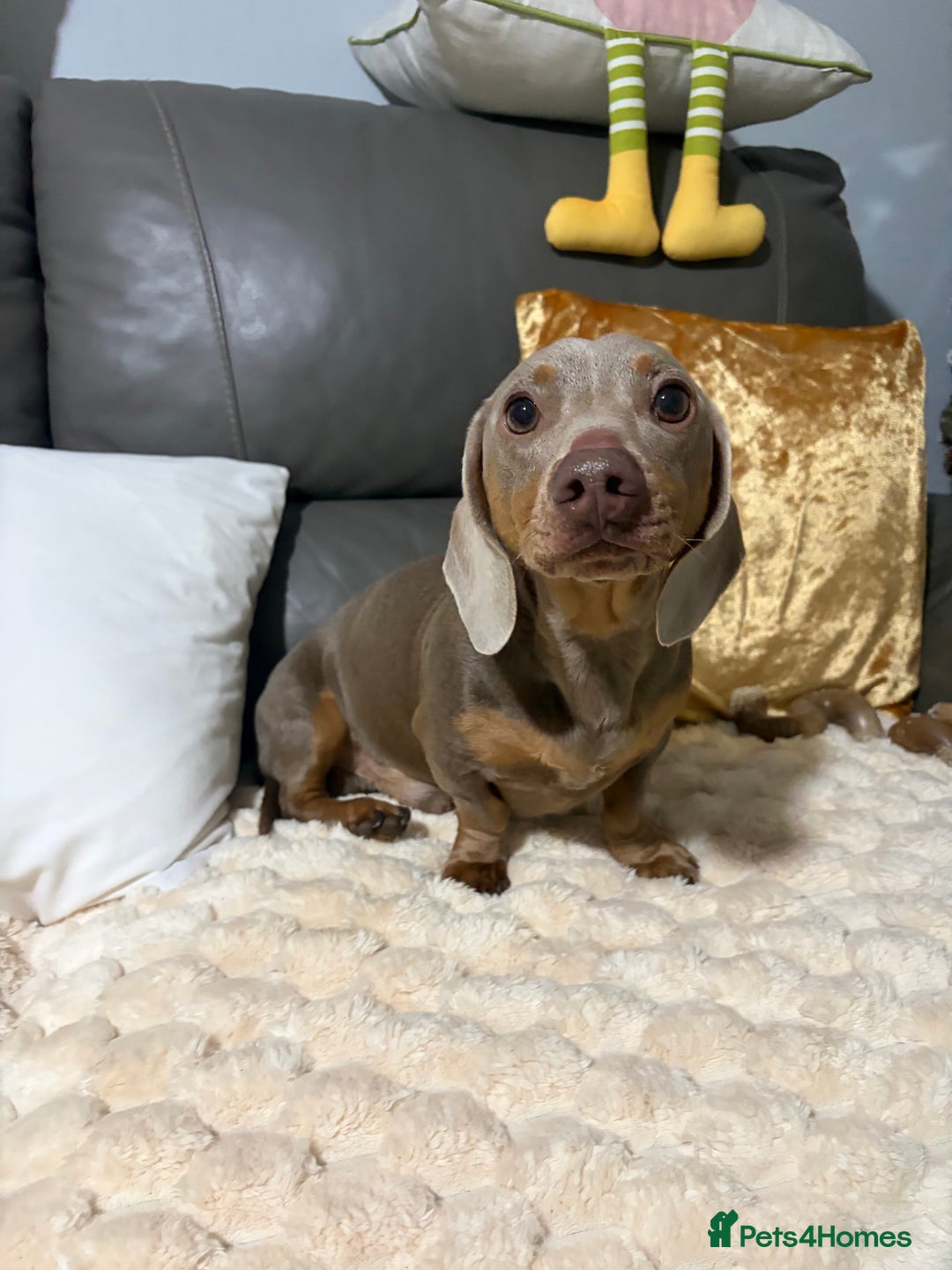 Dachshund dogs for sale: 2 year old dachshund for sale - Advert 2