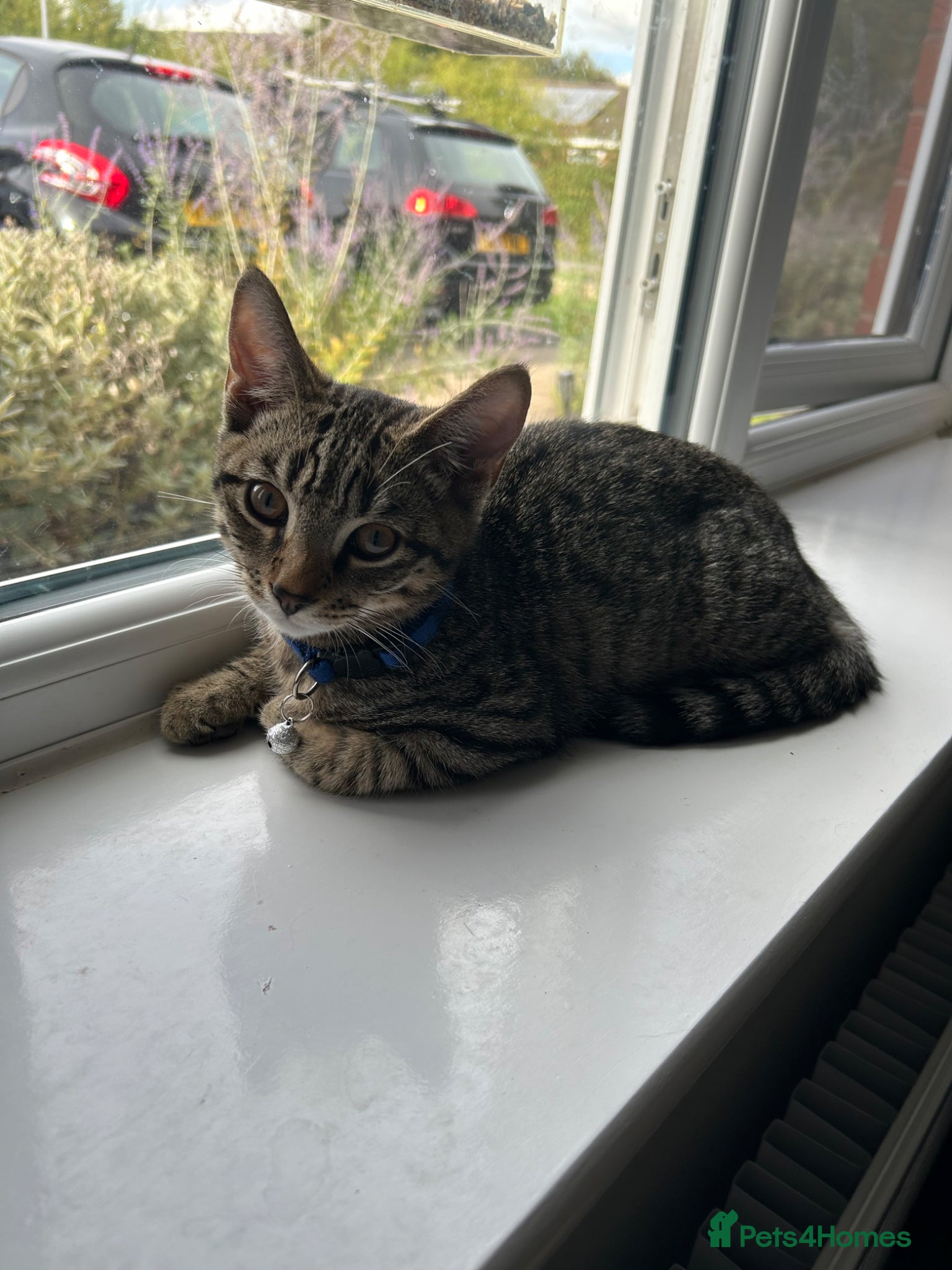 Mixed Breed cats 1 year old cat  - Advert 1