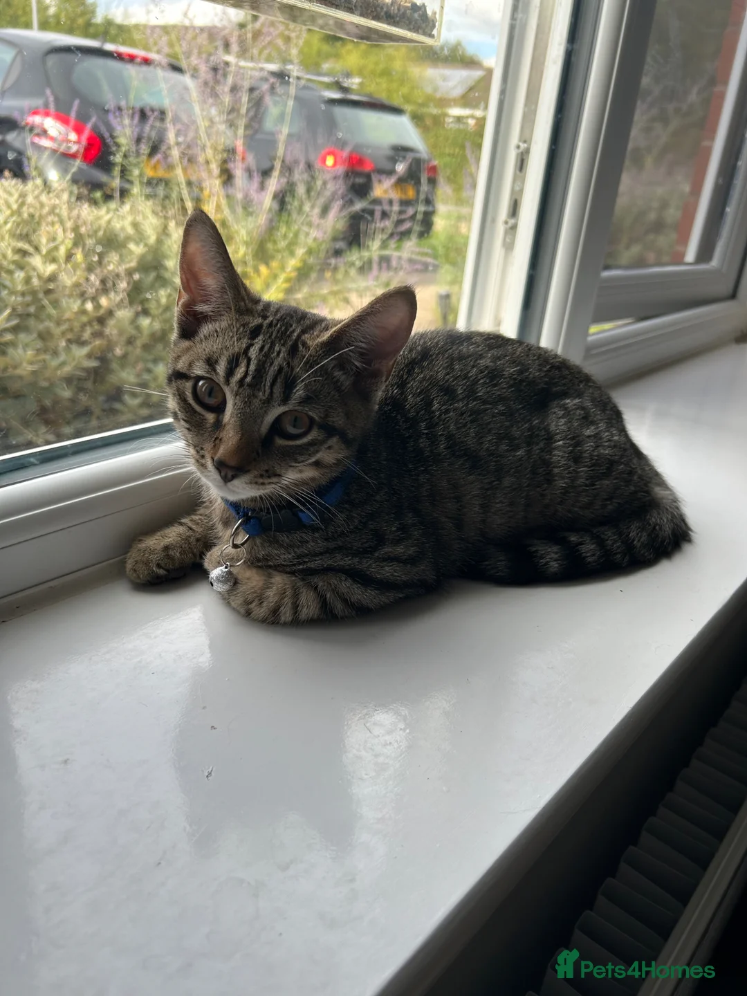 Mixed Breed cats for sale: 1 year old cat  - Advert 1
