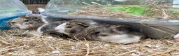 Guinea Pig rodents for sale: 10 week old male guinea pigs in Torrington - Advert 26