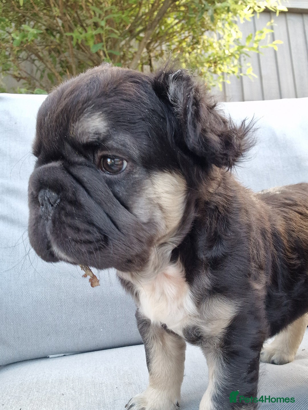 French Bulldog dogs for sale: Reduced! KC Fluffy  French Bulldog READY TO GO! - Image 6